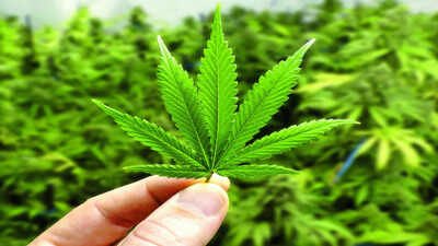 ‘Marijuana found in bag’: Air India co-pilot deported from US | India News