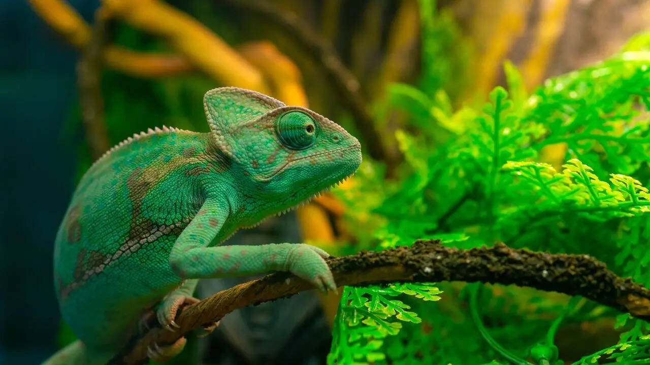 Not just chameleons; 5 animals that can change colour