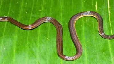 New snake species Calamaria garoensis discovered in Garo Hills, Meghalaya |