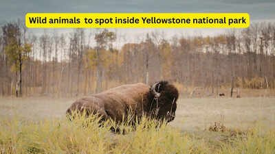 8 powerful wild animals you can spot in Yellowstone National Park (if you’re lucky)