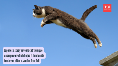 Cat Unique Superpower: Japanese study reveals cat’s unique superpower which helps it land on its feet even after a sudden free fall