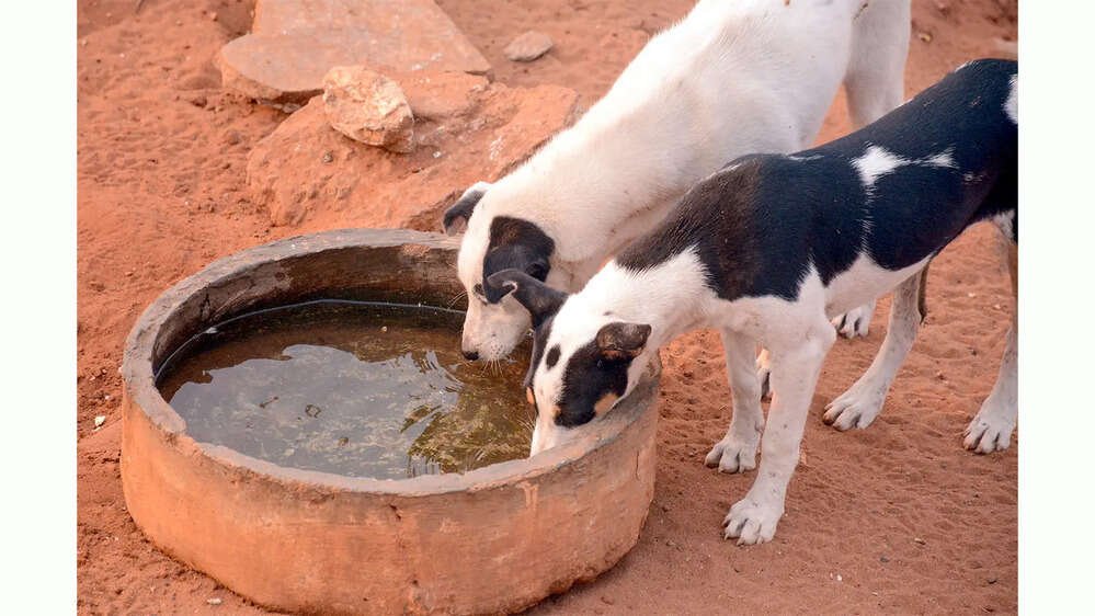 We know ABC works for strays, but we don’t learn it