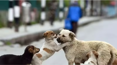 Human life paramount, strays must go