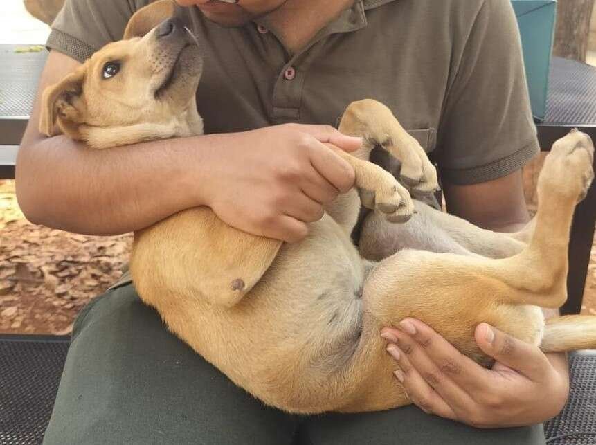 Ban breeding, reward Indie adoption
