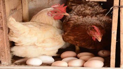 Birds in 2 more poultry farms test positive for Avian Flu | India News