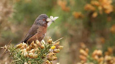 Dartford Warbler: Rare Dartford Warbler makes remarkable comeback in Britain 60 years after near extinction | World News