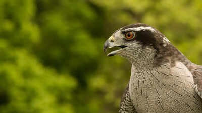 How do forest birds react to danger |