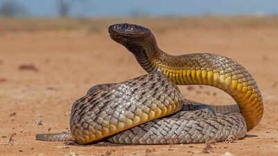How to identify the Inland Taipan snake: Key features, habitat clues, and more