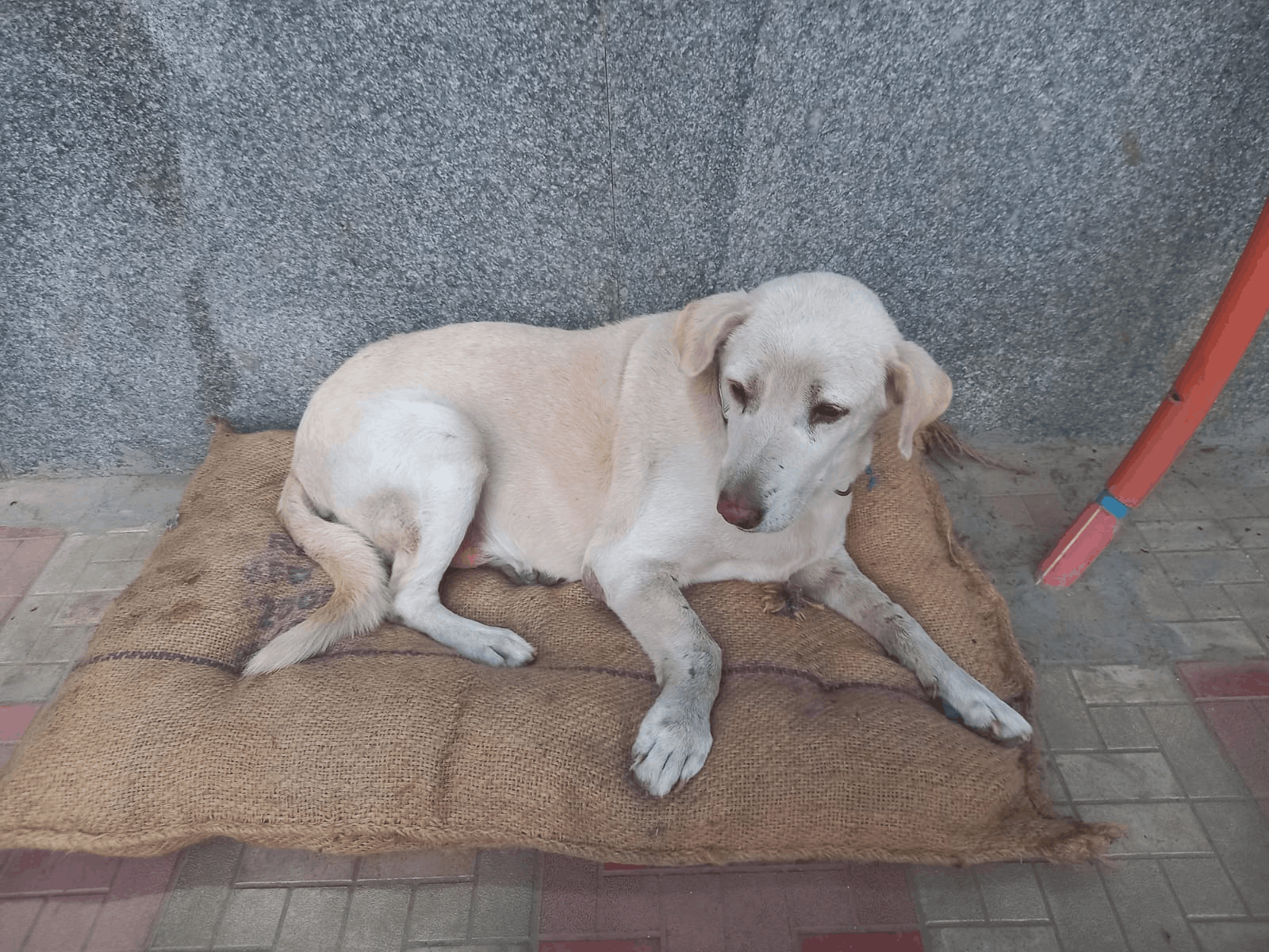 Why we look away from India’s street animals