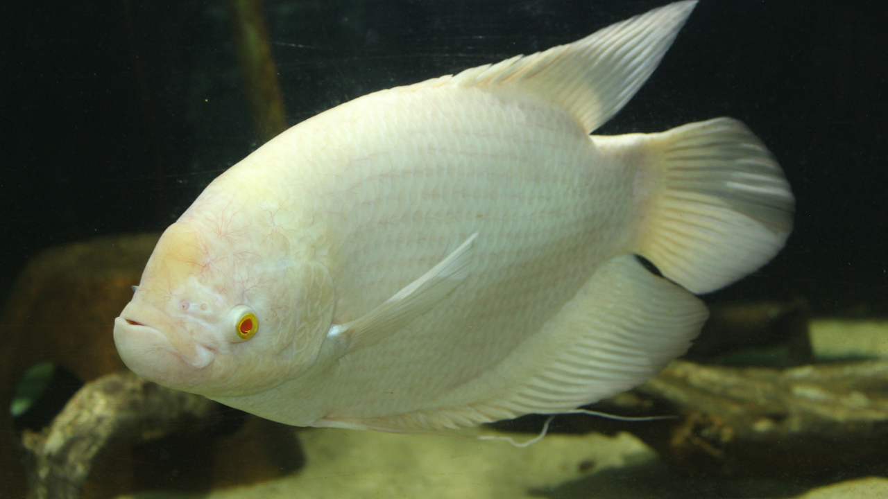 5 beautiful and popular aquarium fish for beginners