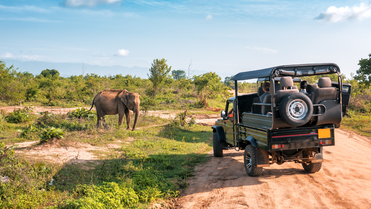 10 underrated wildlife destinations in Asia that are less crowded than popular safari parks