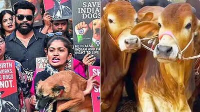 In a 1st, NCRB tracks cases of cruelty against animals: 10,312 arrested in 2024 | India News