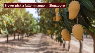 Singapore Mango Laws: Why you should never pick a fallen mango in Singapore: This can happen to you