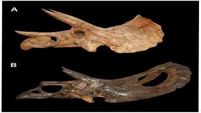 In 2017, Colorado construction workers accidentally dug up a very rare dinosaur fossil |
