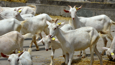 GOAT in Kashmir: Swiss Saanen sparks milk rush, but wait is long | India News