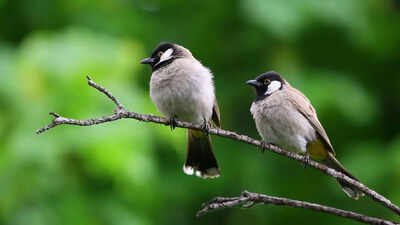 Urban birds fear women more than men: A study that puzzled scientists |