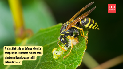 A plant that calls for defense when it’s being eaten? Study finds common bean plant secretly calls wasps to kill caterpillars on it |