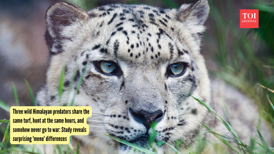 Three wild Himalayan predators share the same turf, hunt at the same hours, and somehow never go to war: Study reveals surprising ‘menu’ differences |