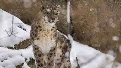 Snow leopard conservation body in Ladakh soon | India News