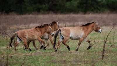 How a Chinese horse became the genetic bridge that brought American horses to Europe