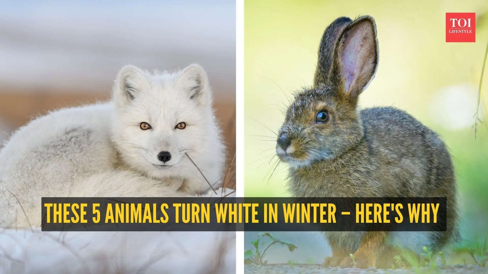 These 5 animals turn white in winter – here’s why