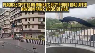 Peacocks spotted on Mumbai’s busy Pedder Road after monsoon rains; videos go viral