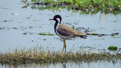 India’s 100th wetland, Surha Tal of Balia, enters the global list of Ramsar site | India News