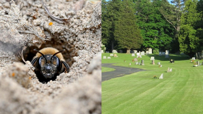 Scientists discover 5.5 million bees living beneath a New York cemetery for over 100 years and it could help save vulnerable pollinators |
