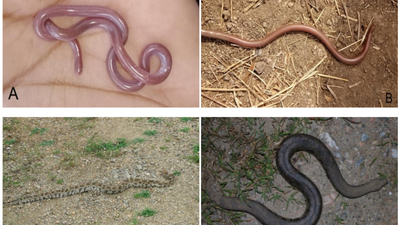 Seven Indian grasslands where non‑venomous snakes thrive: Rare species and their habitats |