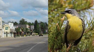 Wildlife miracle: Tiny Michigan town saved an entire bird species and rewrote conservation history |