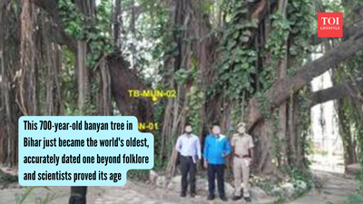 World’S Oldest Banyan Tree: This 700-year-old banyan tree in Bihar just became the world’s oldest, accurately dated one beyond folklore and scientists proved its age