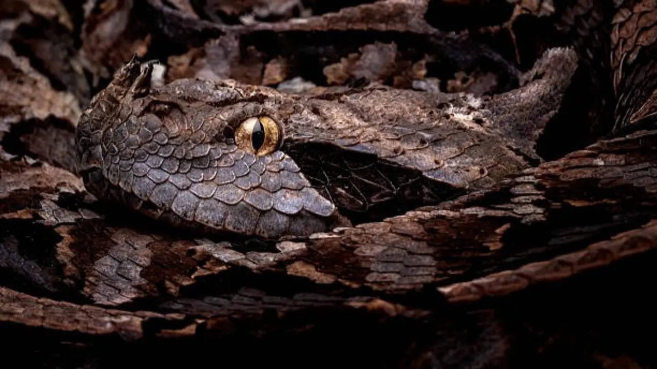 Snakes that look like dry leaves and twigs: Nature's most convincing disguise artists