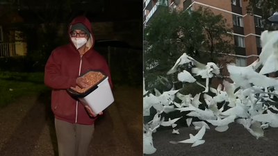 Australia’s mysterious ‘Birdman’ has spent two years feeding birds in the middle of the night, leaving the neighbourhood plagued by a daily ‘poo explosion’ | World News