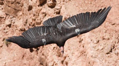 In 1987, the United States decided to capture every remaining wild California condor after lead poisoning, habitat loss, and poaching left just 27 birds alive; today, hundreds once again soar across western skies | World News