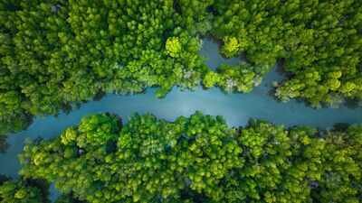 China lost more than 50% of its mangrove forests by the 2000s, now it has restored 22,500 hectares of the trees becoming one of the few countries on the globe where mangrove coverage is increasing |