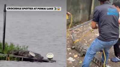 Mumbai’s Powai Lake is becoming this monsoon’s most unexpected wildlife attraction, thanks to the Mugger crocodiles emerging after heavy rains |