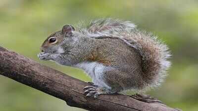 Red Squirrels in Scotland Face Threat from Deadly Virus Spread by Grey Squirrels |