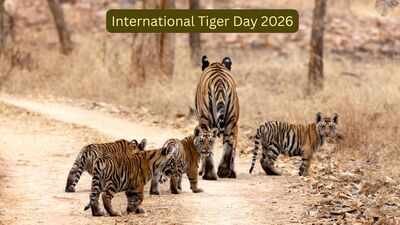 International Tiger Day: Decades ago, India feared losing its tigers; today it’s home to nearly 75% of the world’s wild population; here’s how India became the ‘Tiger Capital’