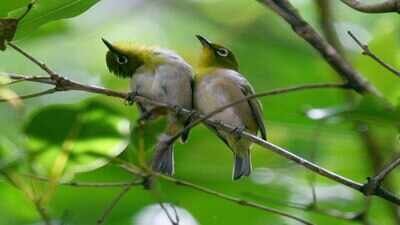 In 1929, Hawaii introduced Japanese white-eyes to control insects; they became its most abundant land bird and began competing with native birds for food | World News