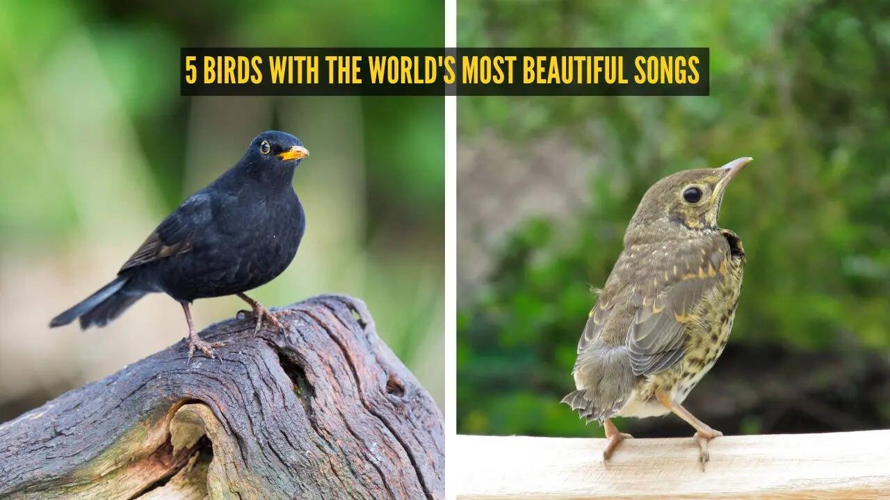 5 birds with the world’s most beautiful songs