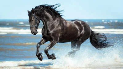 Spanish proverb of the day: ‘Don’t look at the teeth of a gifted horse’ — Value the gesture more than the material quality of what you receive