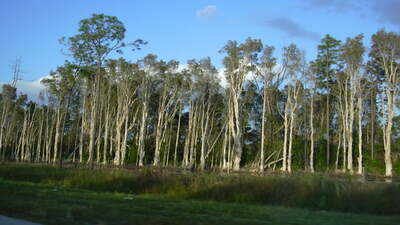 The United States in 1906 planted Australian melaleuca trees to drain Florida’s wetlands, but scientists now say they spread across nearly 500,000 acres, replacing native sawgrass marshes with dense invasive forests that alter fire and water cycles | World News