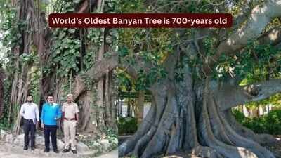 World’s oldest scientifically dated banyan tree is in Bihar: How travellers can visit this remarkable 700-year-old living landmark |